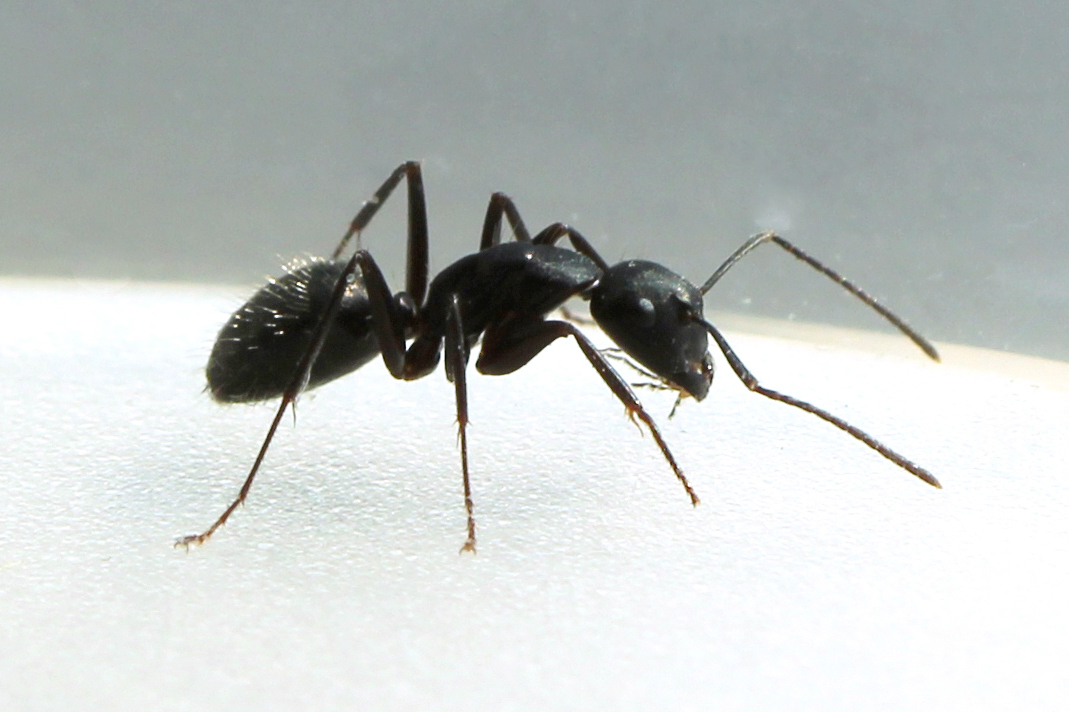 Black Carpenter Ants 115