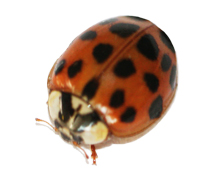 Lady Bugs